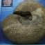 84 Milyon yıl önce oluşan bir ammonit fosili