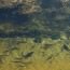Nehirde yaşayan yayın balıkları (catfish) mutasyona uğrayarak devasa boyutlara ulaşmışlar